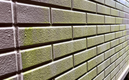 汚れや藻・コケ等が生えている